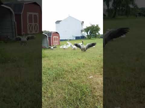 Geese Give Good Morning Hugs!