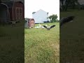 Geese Give Good Morning Hugs!