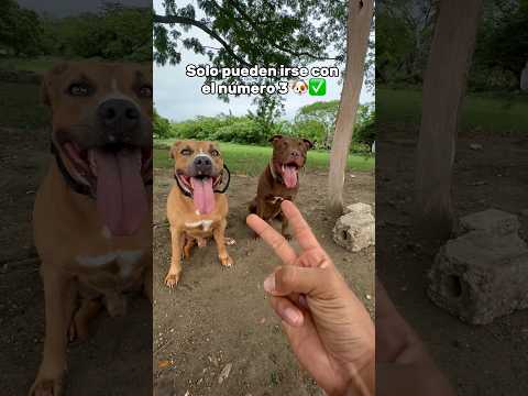 La magia del 3 en un Pitbull 🐶✅🔥 #pitbull #miradacanina #perros #adiestramientocanino