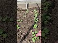 Virtual Tour Children S Community Garden