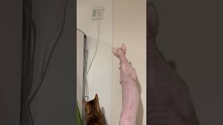 蜘蛛に夢中な猫たち【スフィンクス ベンガル猫】