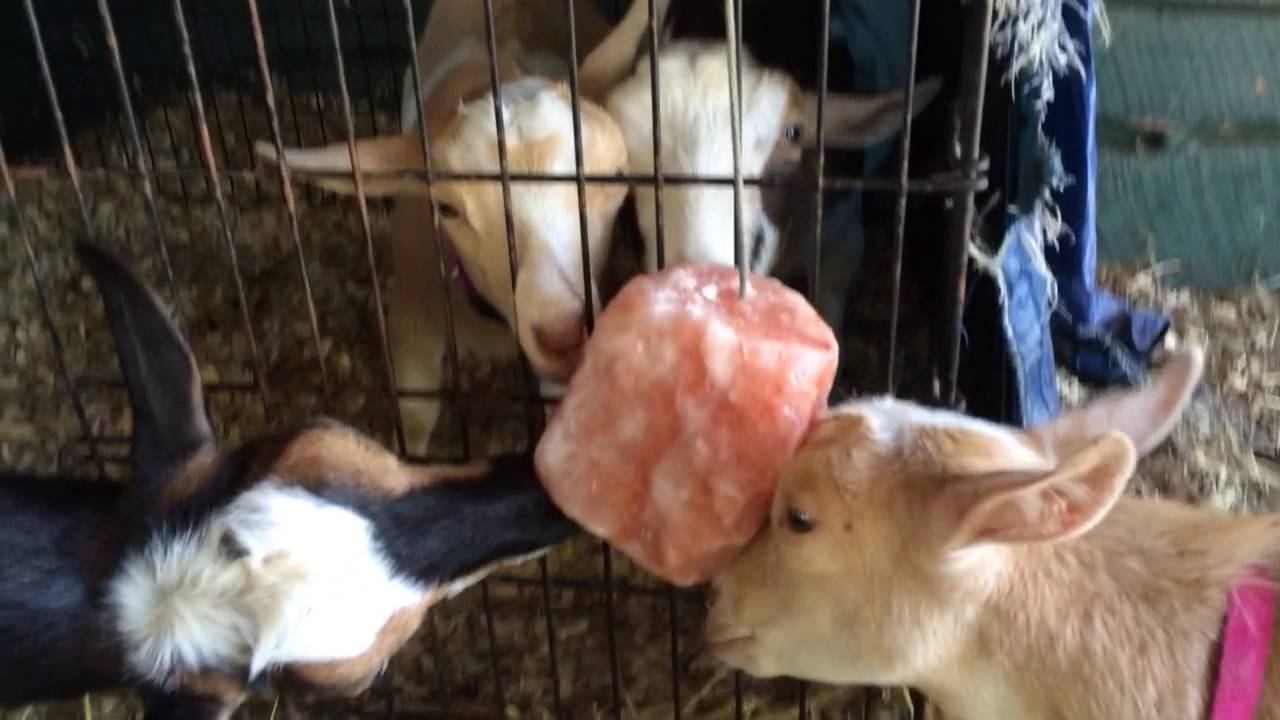Animal Lick Salt