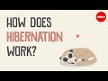 How does hibernation work? - Sheena Lee Faherty