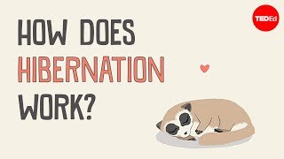 What's the difference between hibernation and sleep? - Sheena Lee Faherty