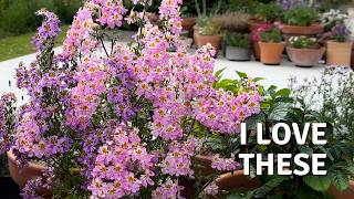 Summer Plants I Grow Again and Again // Cottoverdi