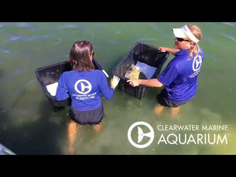 Urkel-O's & Eucalyptus Sea Turtle Release