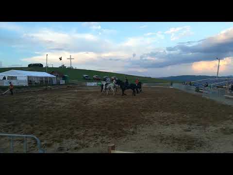 Caii La răvășitul oilor Runcu