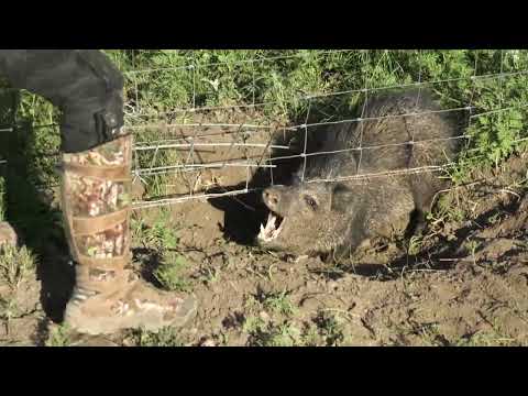 Will this animal eat a dog?