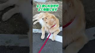 【大型犬あるある】【のんびり】【おおらか】季節が良いと散歩も楽しくて仕方ないラっちゃん♪大型犬らしく、子供たちの撫で撫で攻撃にも全然平気みたいです☆