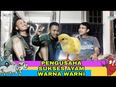 tips-sukses-pengusaha-ayam-copod