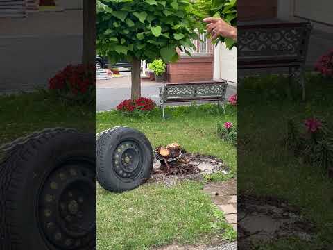 How to remove deepest tree root using tire #trees #roots #ontario #easywoodworking #woodwork.