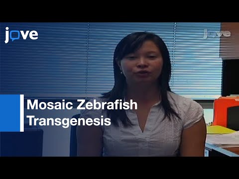 Mosaic Zebrafish Transgenesis For Evaluating Enhancer Sequences l Protocol Preview