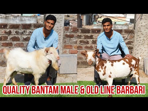 Quality Old line Barbari and Bantam Breeder at Abdul Azim Goat Farm Aurangabad