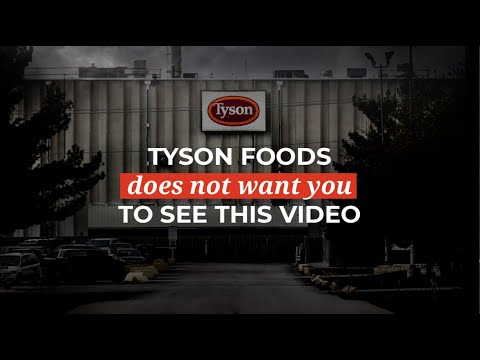 Tyson Foods does not want you to see this video ❘ The Humane League