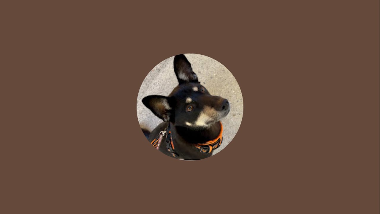 4/4(土)6:15〜早朝見守りライブ🐶