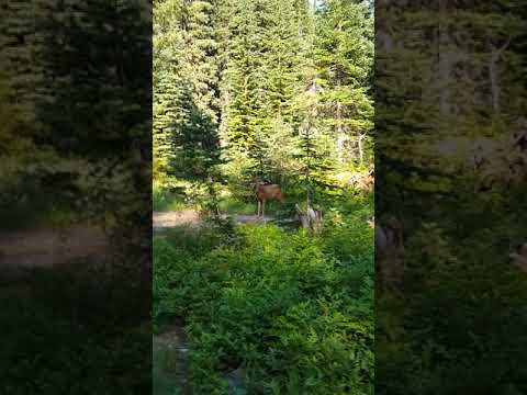 Wildlife in the campground