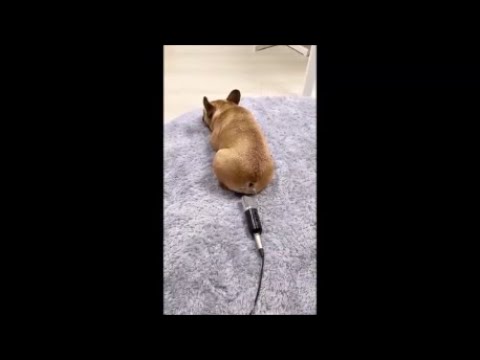 funny-dog-memes-for-quarantine Mp4 3GP Video & Mp3 Download unlimited Videos  Download 