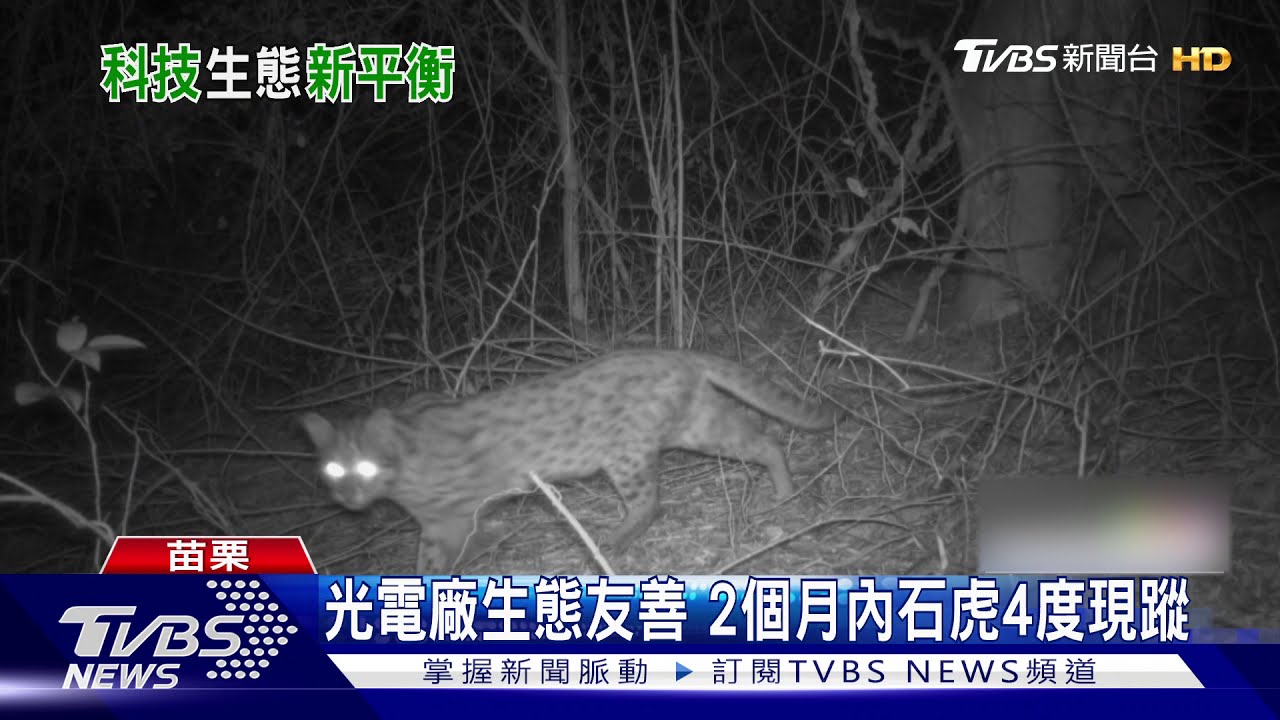 太陽能光電廠生態友善 2個月內石虎4度現蹤