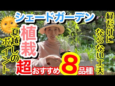 日陰の冬のジャスミンの壁 2023