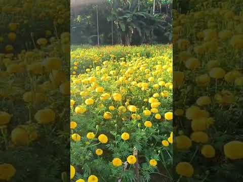 Onam vibes🥰🥰#onam #flower #beautiful #pookalam#kerala #onammood #trending