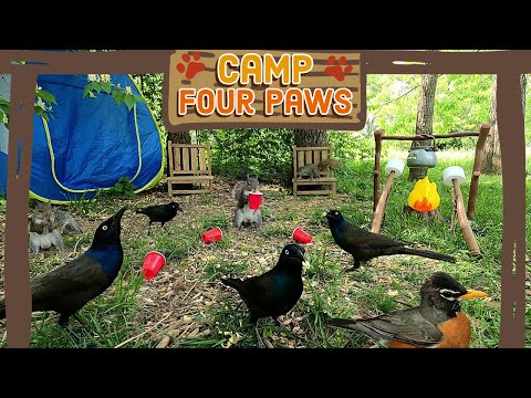 🐶😺 Cat TV | Dog TV [No Ad Breaks] 🐿️🐦Birds & Squirrels visit Camp Four Paws | TV for Pets