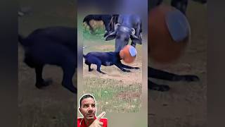 Cachorro Fica Preso em Jarro e Invade Território de Búfalos 😱🐶🐃