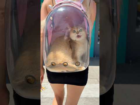 My cat run away from me🥹 #cat #cats