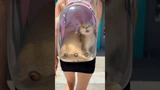 My cat run away from me🥹 #cat #cats