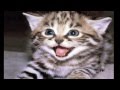 Songify This : CAN'T HUG EVERY CAT( DUBSTEP ...
