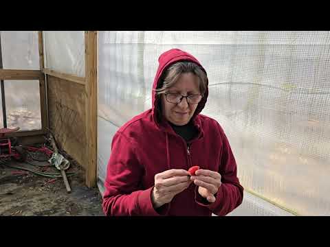 Day by Day During a Hard Freeze