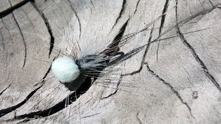 Floating Emerger mayfly fly tying instructions by Ruben Martin