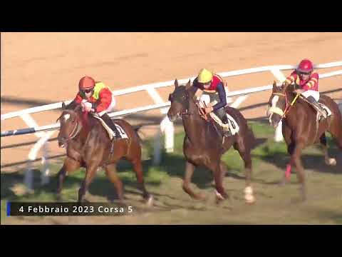 Galoppo corse del 4 Febbraio 2023