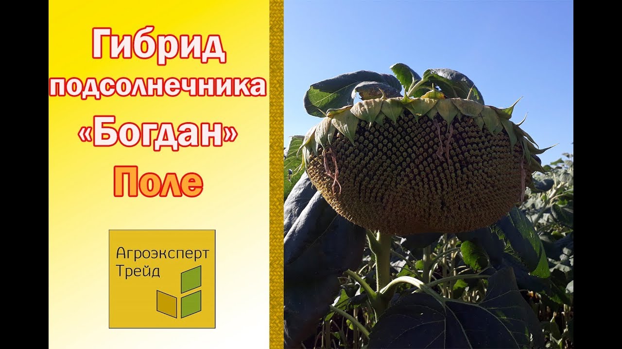 Насіння соняшнику Богдан Екстра