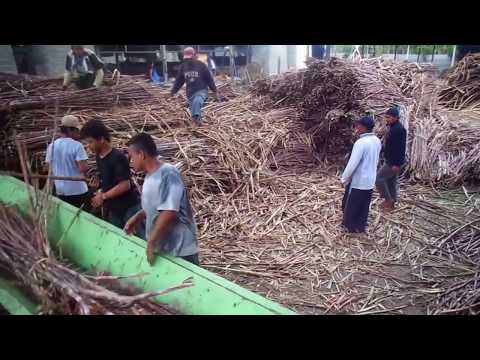 Mini sugar mill 300 tcd sugarcane crushing machine