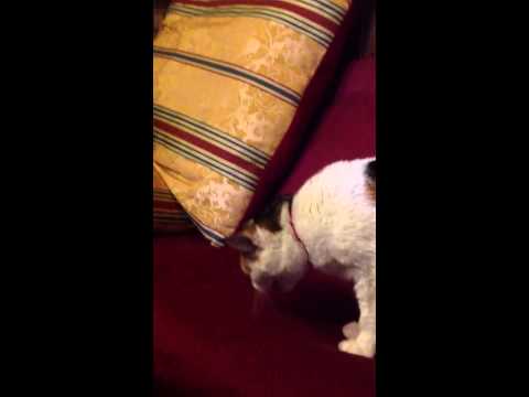22 serie di un parassita anime Allatto di unubriachezza di gattino da vermi che fare