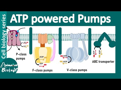ATP powered pumps | P type ATPase | V & F type ATPase | ABC transporter