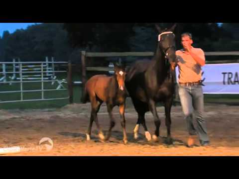 Rock Forever , Rocky Dacora