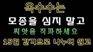 [텃밭농부.997]  옥수수는 모종 보다 씨앗 직파가 좋다. 토양만들기 #옥수수재배