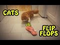 The Best Of Cats Vs Flip Flops NEW