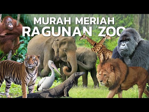 CUMA 4000 WISATA MURAH MERIAH DI JAKARTA ‼️ TAMAN MARGASATWA RAGUNAN ‼️ KEBUN BINATANG RAGUNAN 2025