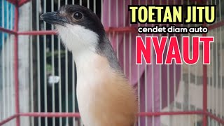 Download lagu toet toet Suara cendet gacor Pagi Hari pancingan jitu BIKIN cendet diam langsung nyaut ikutan bunyi mp3
