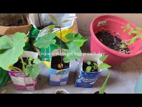 🇨🇦🧑‍🌾Capturing the screen of plant herbs and veggies with balcony gardening #1 | Naturally beautiful