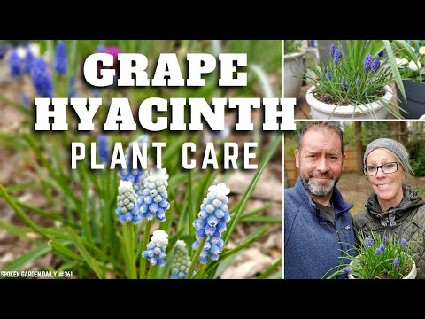 💜 Grape Hyacinth Care | Muscari armeniacum - SGD 361 💜