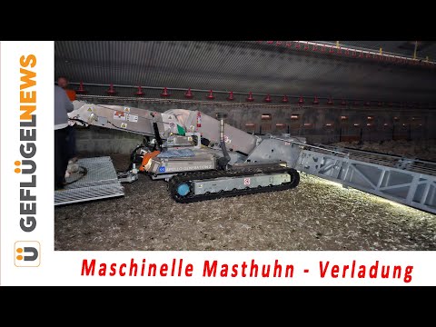 Maschinelle Verladung von Masthühnern - ein Praxisbericht