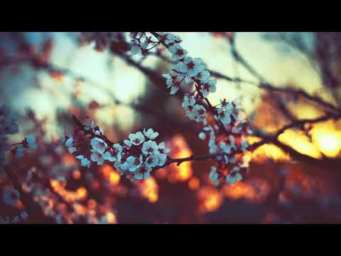 ❰Progressive House❱ Sappheiros - Lights