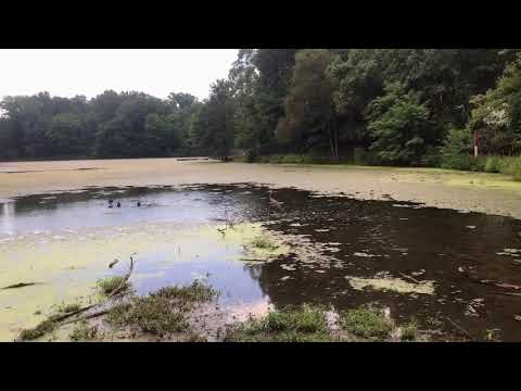 Alverthorpe Park Pound