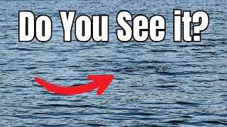Using Your Eyes VS Using Electronics to Find Fish