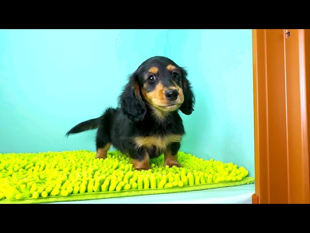 (子犬) 犬種：ダックスフンド・ミニチュア・ロング 男の子 ブリーダー マロニエケンネル　MARRONNIER KENNEL k3777の画像