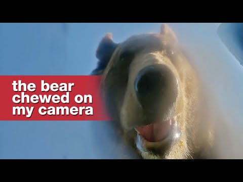 Medvěd mi sebral kameru a natočil si selfie
