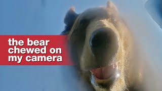 A bear found my GoPro and took a selfie